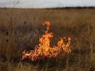 Местами в регионе ожидается высокая (4 класс) пожароопасность лесов и торфяников